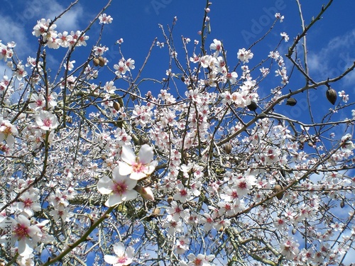 Photo : Mandelblüte Mandelblüte