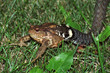Snake and frog Snake and frog