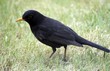 male blackbird (Turdus merula)