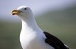 Great black-backed gull (Larus marinus) Great black-backed gull (Larus marinus)