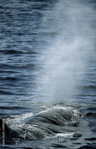 Photo: sperm whale blowing sperm whale blowing
