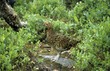 willow grouse