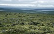tundra vegetation in Russian Karelia