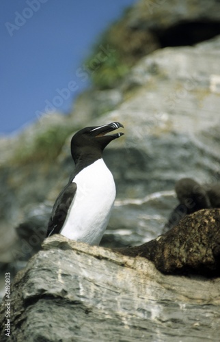 Photo: razorbill (Alca torda) razorbill (Alca torda)