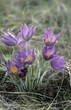 Pulsatilla patens (American or Eastern Pasqueflower) Pulsatilla patens (American or Eastern Pasqueflower)