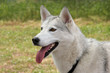 White Husky Dog