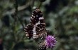 Map butterfly (Araschnia levana), summer generation
