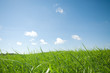 grass and blue sky grass and blue sky