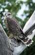 merlin (Falco columbarius), juvenile