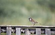 male house sparrow (Passer domesticus)