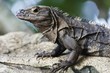 Iguana in Manuel Antonio National Park (Costa Rica)