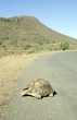 Leopard tortoise(Geochelone pardalis) crossing street