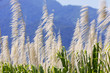 Sugar cane leaves on a background of mountains
