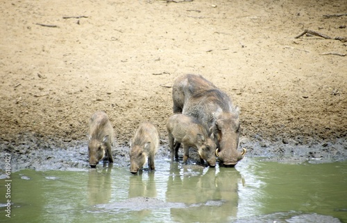 Photo: Warthog (Phacochoerus africanus), mother with three young Warthog (Phacochoerus africanus), mother with three young