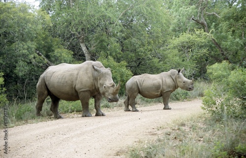 Photo: White Rhinoceros (Ceratotherium simum) White Rhinoceros (Ceratotherium simum)
