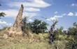termite mount in the South African savannah