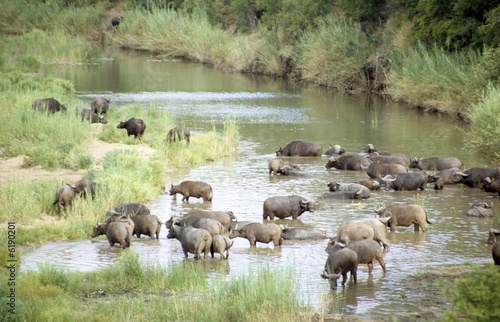 Photo: herd of african buffalo (Syncerus caffer) crossing river herd of african buffalo (Syncerus caffer) crossing river