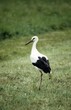 white stork, juvenile with black bill (turn red when old)
