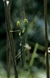 Praying mantis (Mantis religiosa)