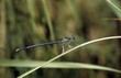 White-legged Damselfly (Platycnemis pennipes)