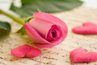 pinkfarbige Rose mit Herzen