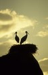 white storks on nest on rock at sunset