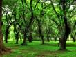 Rain Forest in Borneo