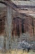 colorful rocks and blossoming trees in Utah