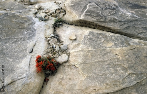 Foto: Indian paintbrush, plant surviving in rock crack, Utah Indian paintbrush, plant surviving in rock crack, Utah