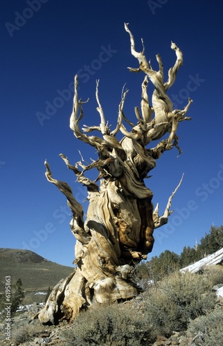 Photo: Bristlecone Pine (Pinus longaeva), oldest tree in the world Bristlecone Pine (Pinus longaeva), oldest tree in the world