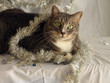 Tinsel Cats 06