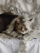 Tinsel Cats 03