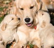 golder retriever puppies with mother