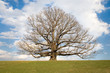 Second oldest White Oak tree in USA