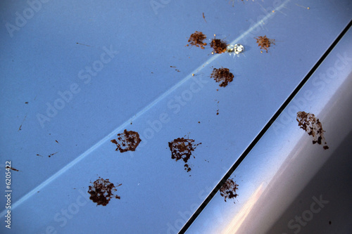 Bird excrement on automobile bonnet