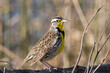 Meadowlark