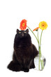 black cat and daisies