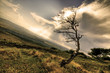 The Old Tree