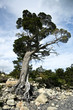 A Tree