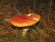 Seta en un bosque otoñal