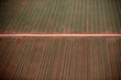 Row of arable plants Row of arable plants