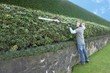hedge trimming