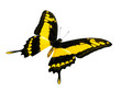 Schmetterling. Freigestellt auf weissem Hintergrund.