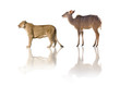 lionne vs antilope