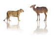 lionne vs antilope