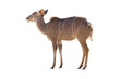antilope