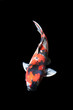 Koi carp