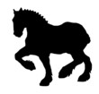 Photographie : percheron