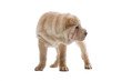 Shar Pei puppy