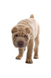 Shar Pei puppy